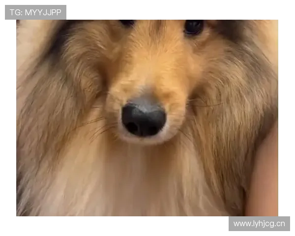 高磊竟然在千万豪宅里养了一堆宠物，网友：这生活也太甜了吧